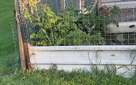 Bird Song Farm